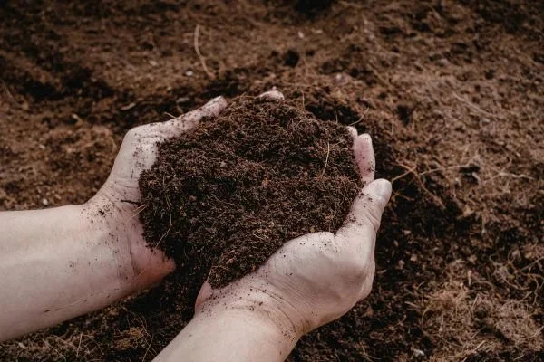 Soil health check by landscaper
