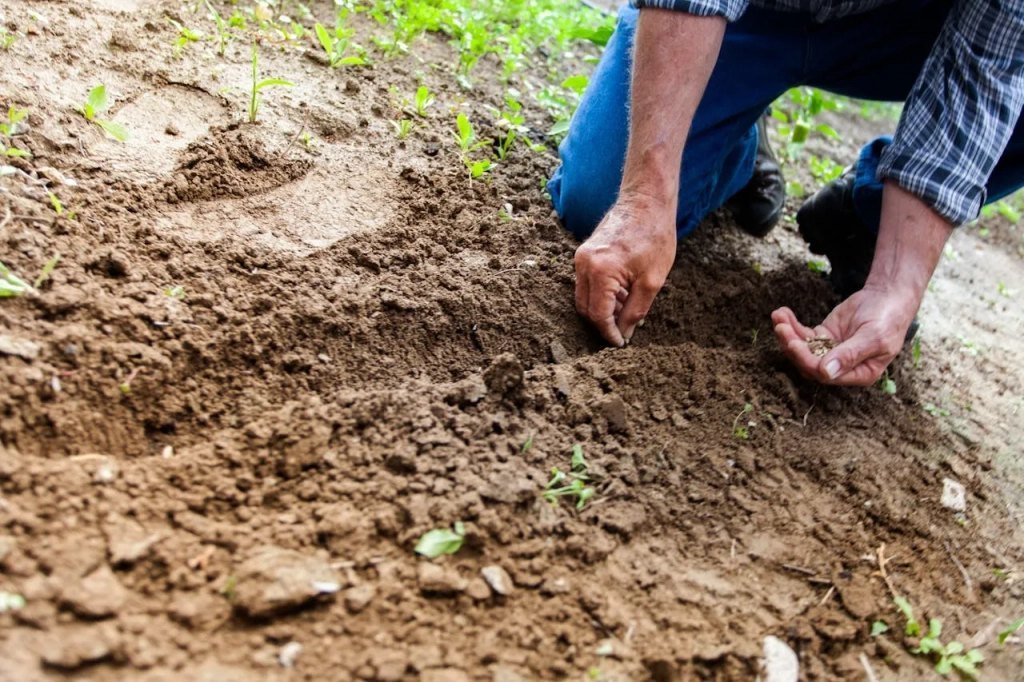 A man planting in the soil