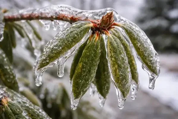 Close-up of ice weight bending rhododendron branch in winter garden
