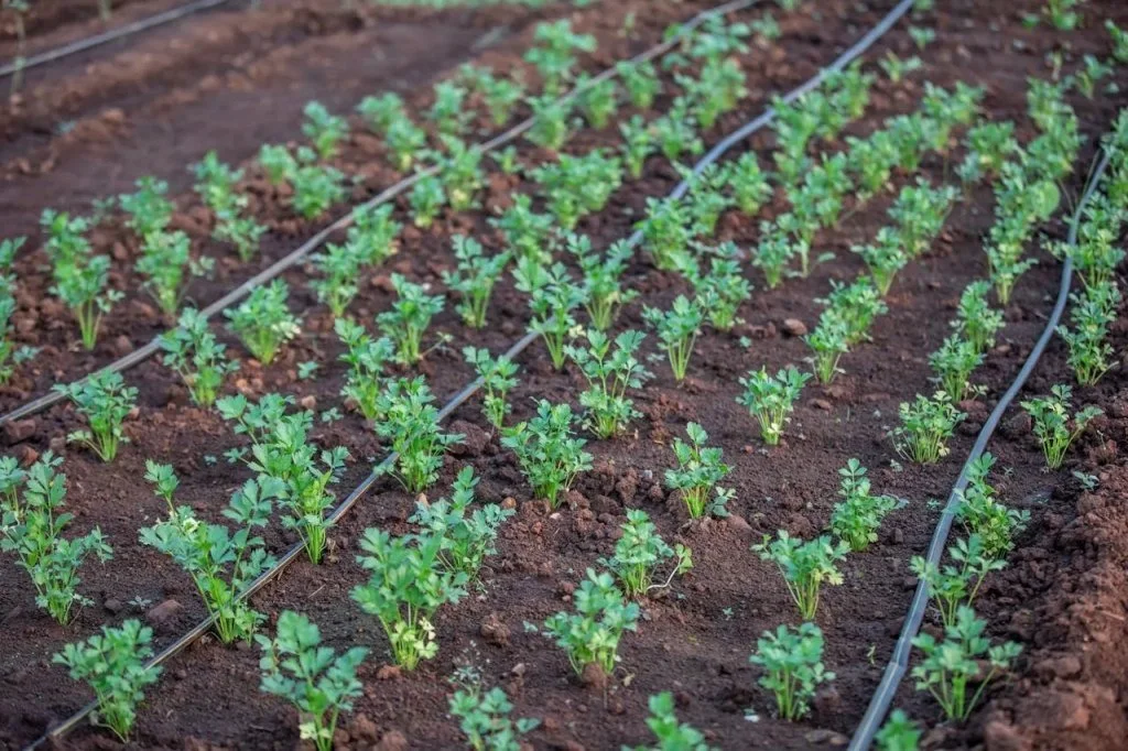 Irrigation as a means of watering the plants