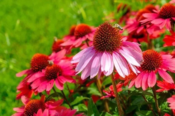 Summer blooming purple coneflower in garden
