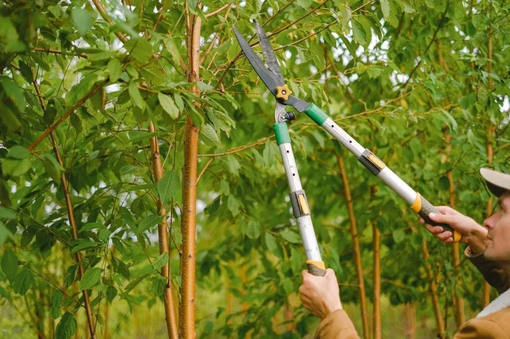 A person pruning a tree