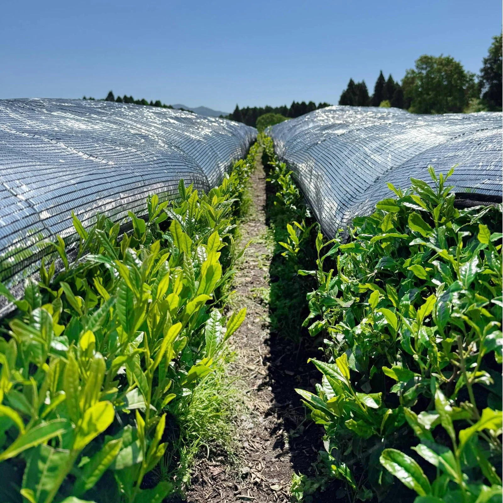Rishi supplier photograph of shaded green tea fields in Japan