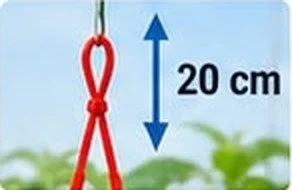 Bitki tepesinin 20 cm üzeri