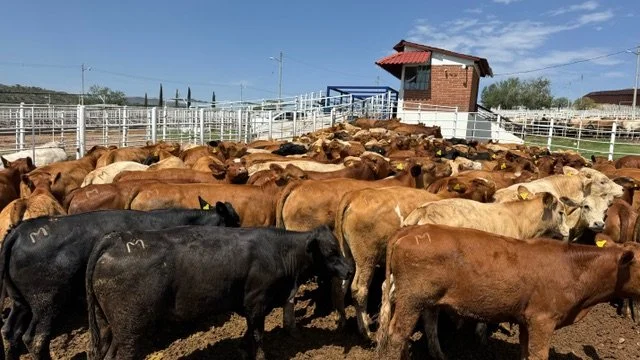 Herd of cattle gathered in white-fenced corrals at the J&J Cattle ranch in Mexico