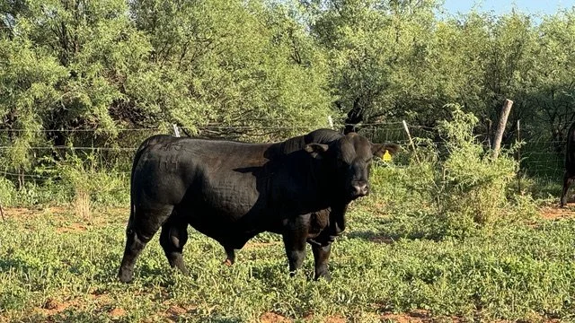 Black bull standing in green pasture beside trees and a fence