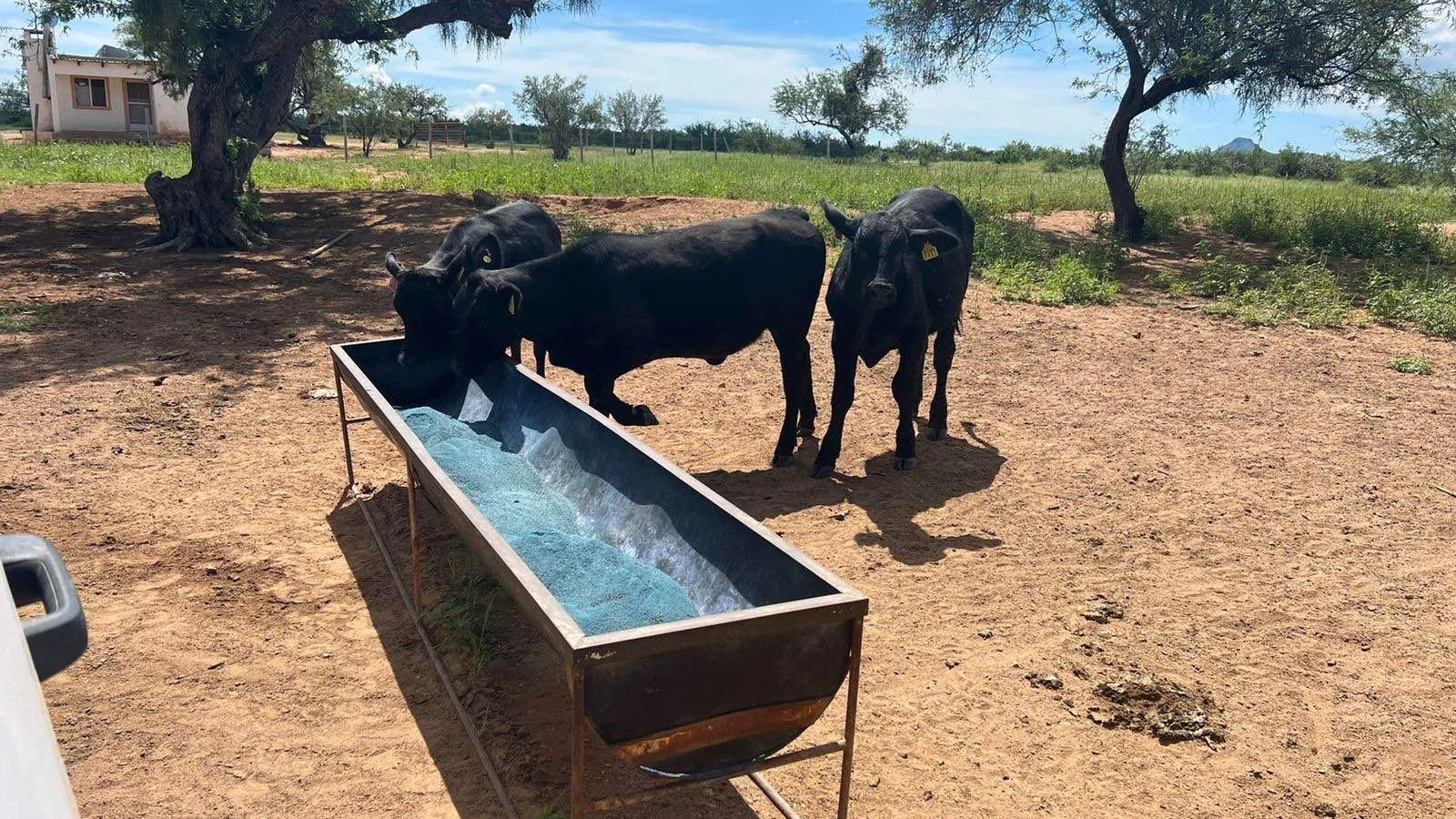 Cattle gathered around a feed trough at the ranch