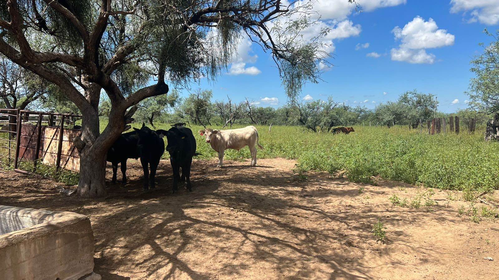 Cattle resting beneath a tree on the ranch grounds at El Rancho Del Gringo