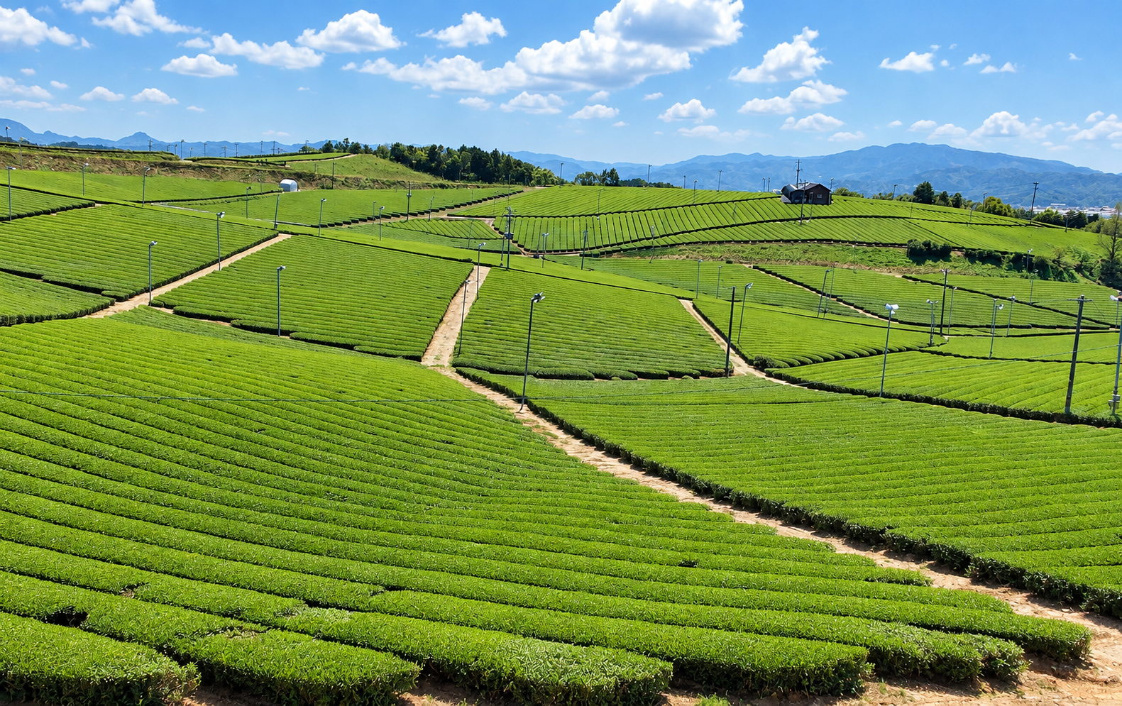 Enhanced view of tea fields in Yame, Fukuoka, Japan