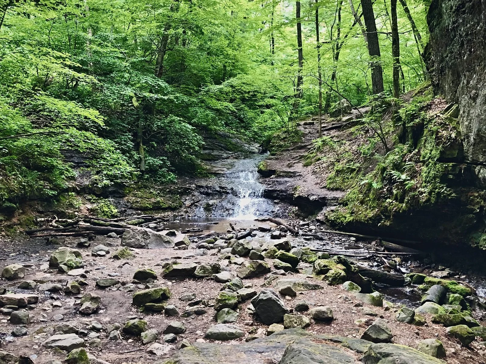 Small waterfall feeding a rocky creek bed through a lush green wooded ravine
