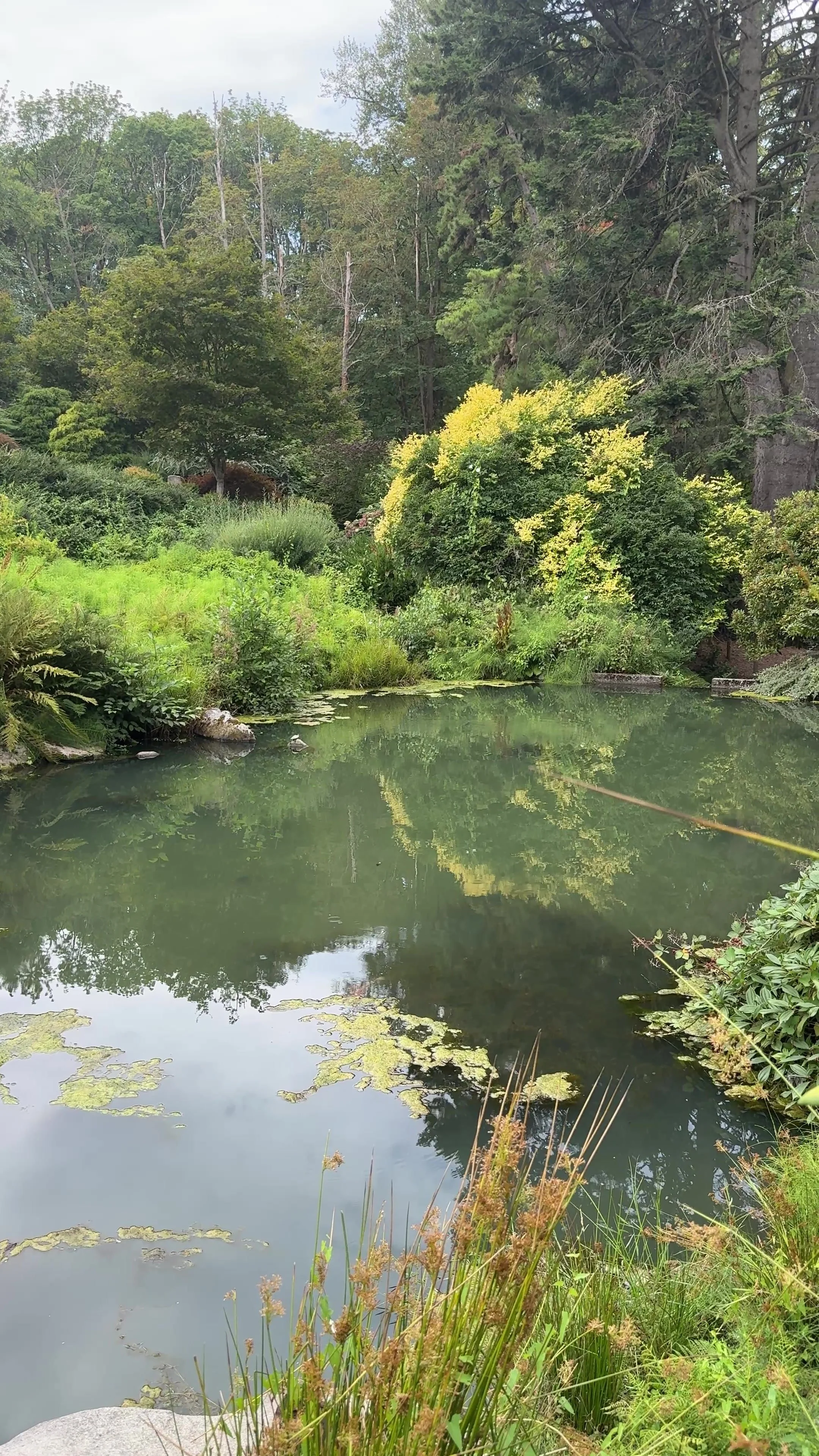 Pond reflections and golden shrubs at Kubota Garden