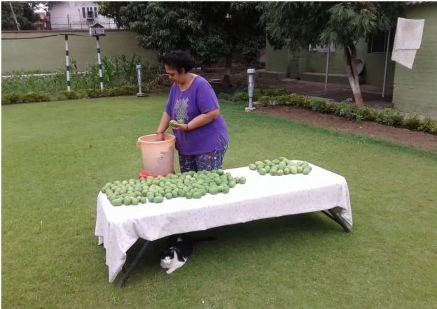 Raw mangoes being sorted on a table outdoors