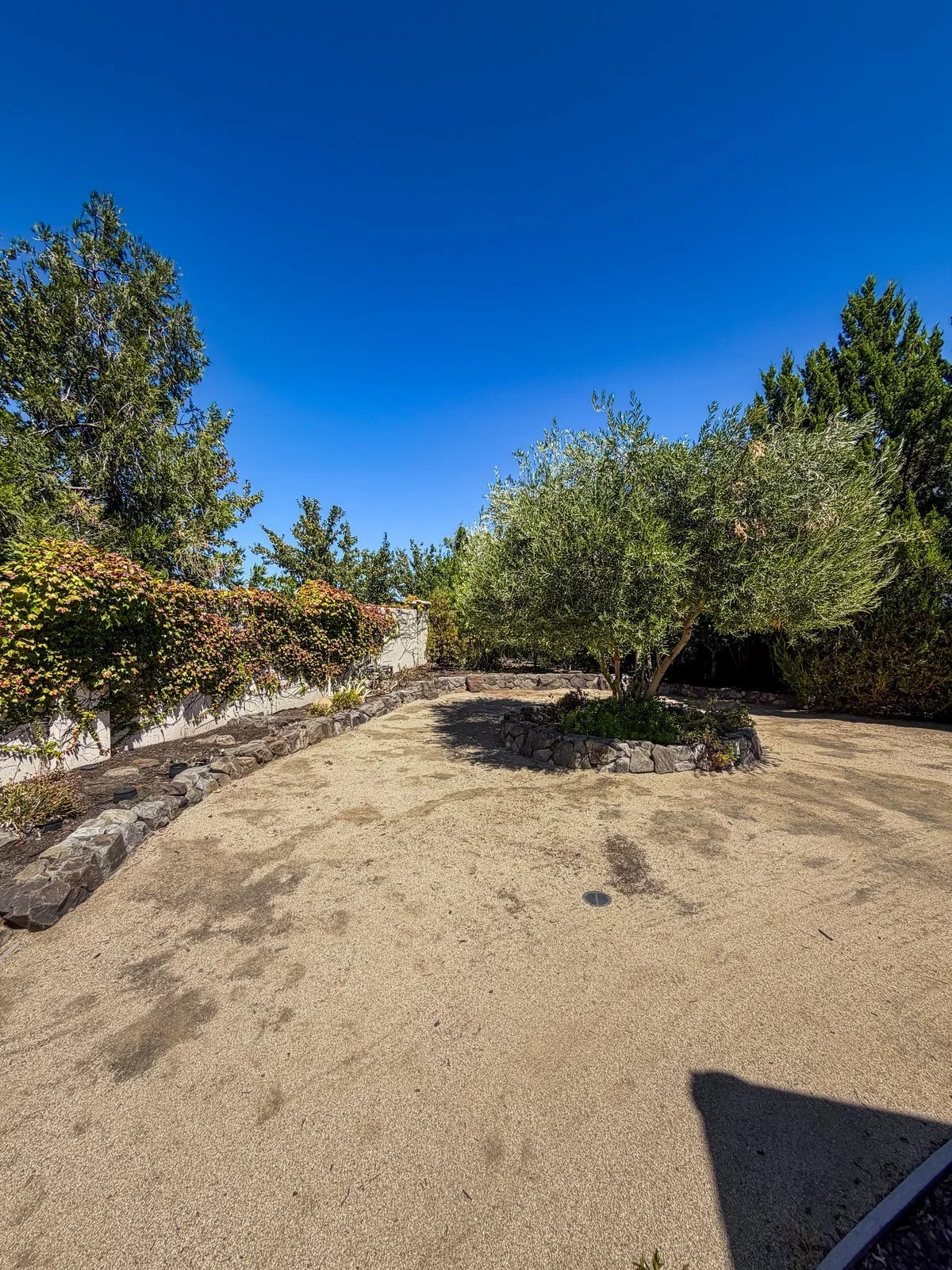 Beautiful Landscaped Yard & Olive Tree Courtyard