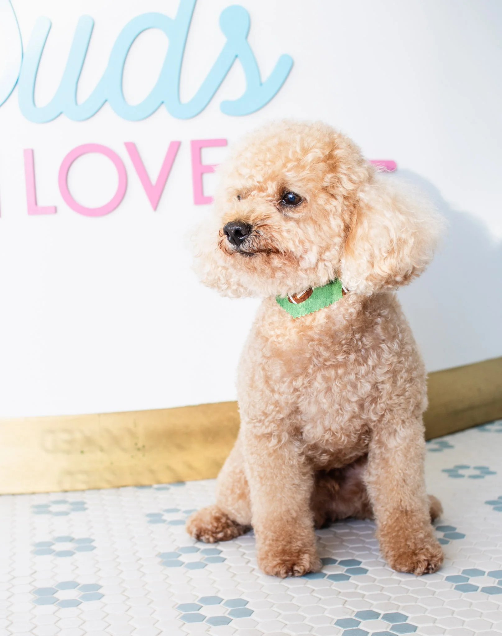 Apricot poodle wearing a green bandana