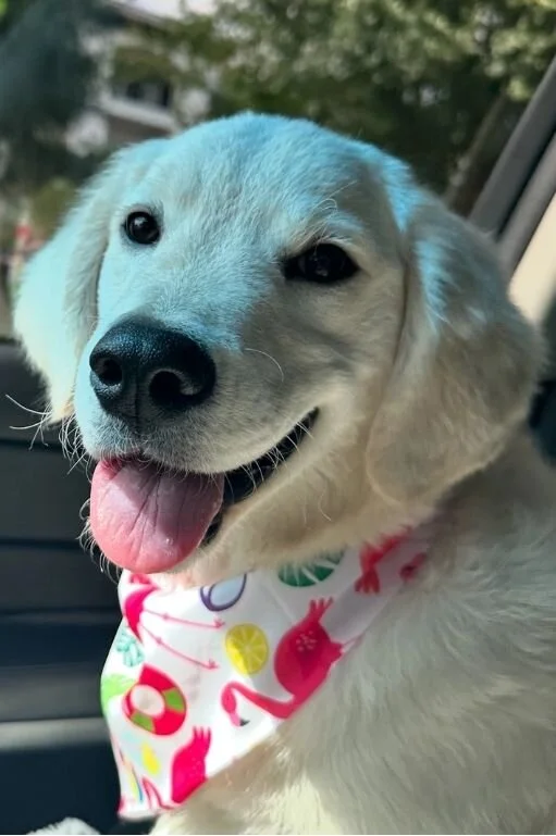 Happy golden retriever wearing a colorful bandana