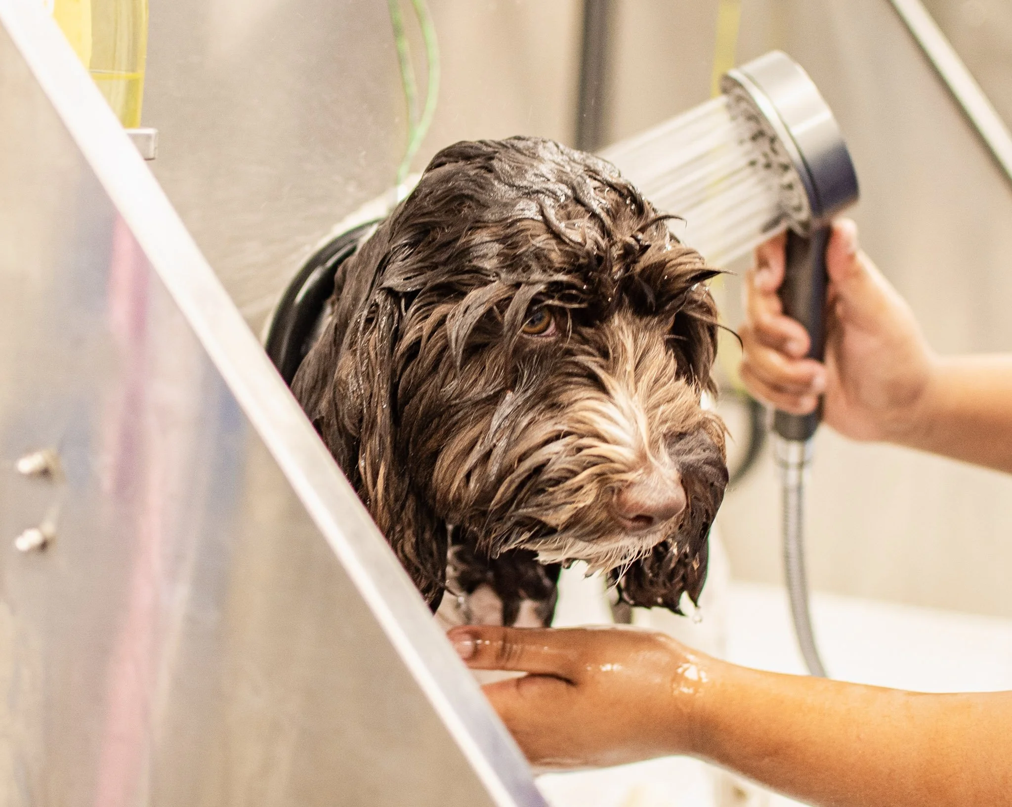 Dog receiving a bath at BarkSuds