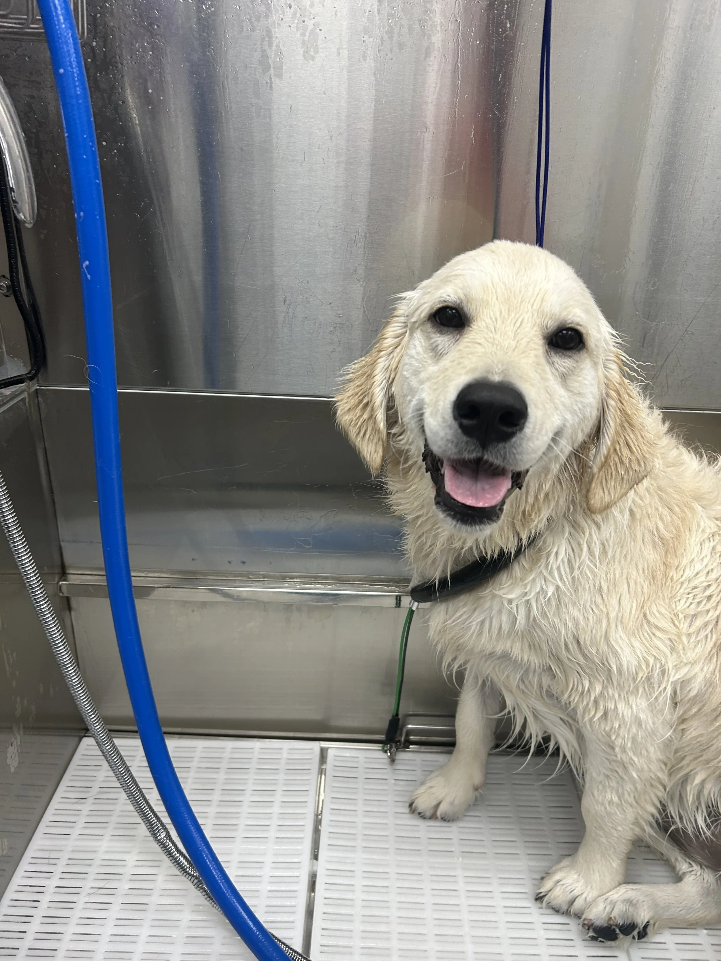 Wet golden retriever smiling in a BarkSuds bathing tub