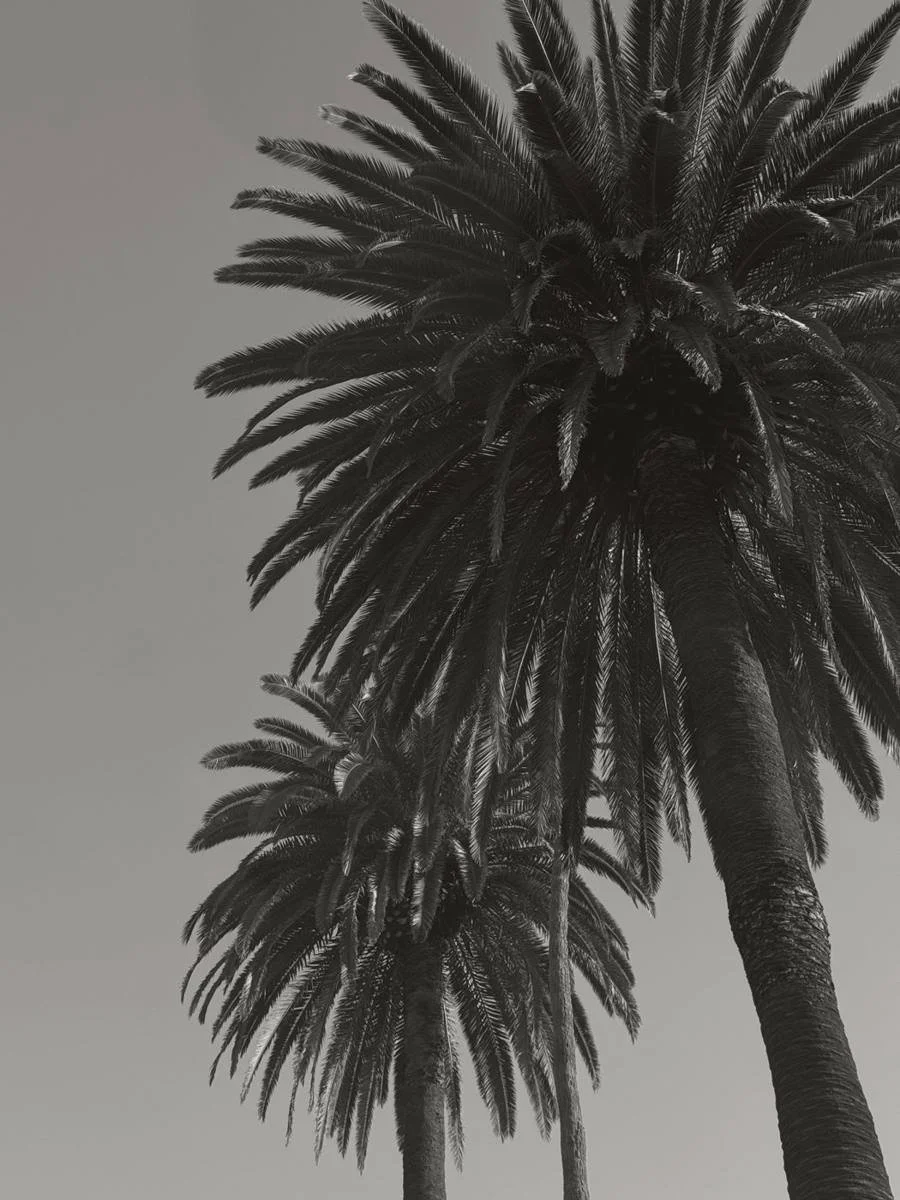Palm trees against the sky