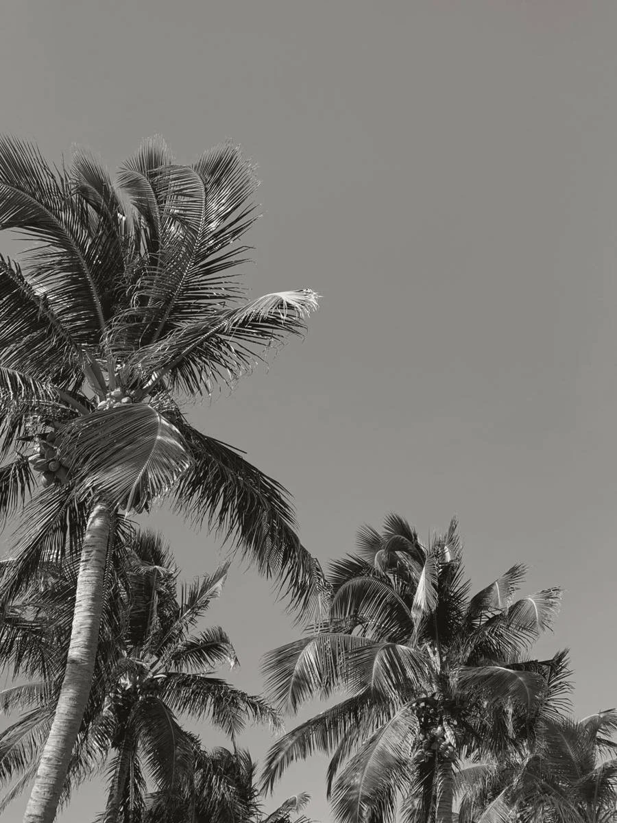Palm trees from below
