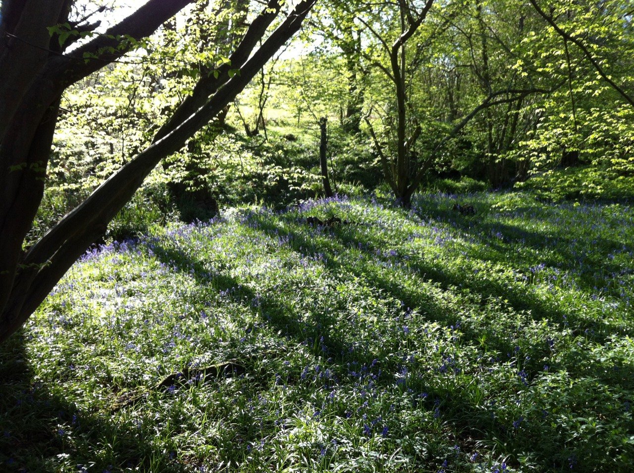 Bluebells beneath the woodland canopy in the farm’s wider landscape setting.