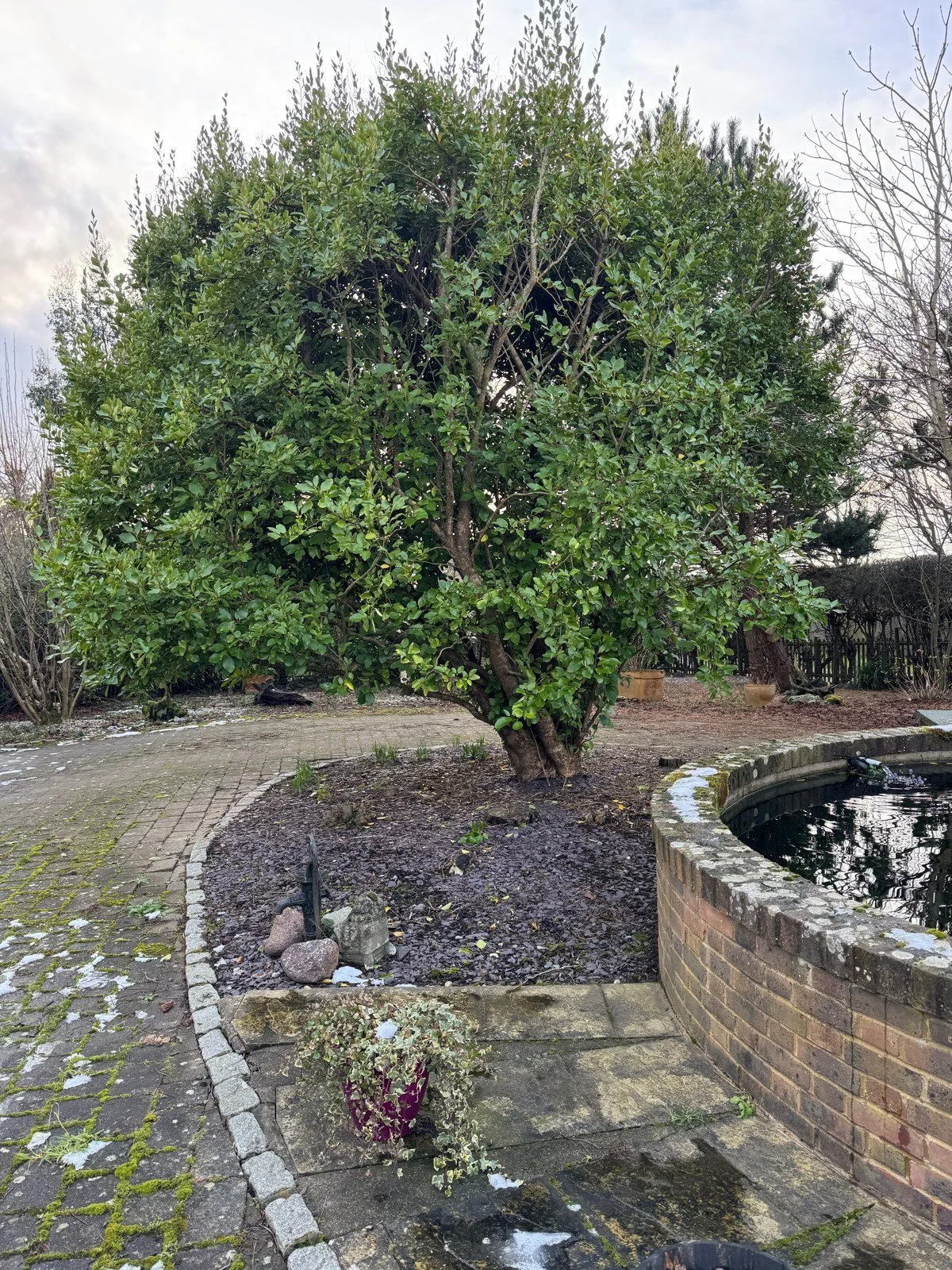 Existing paved approach and raised circular water feature beside established trees and planting.