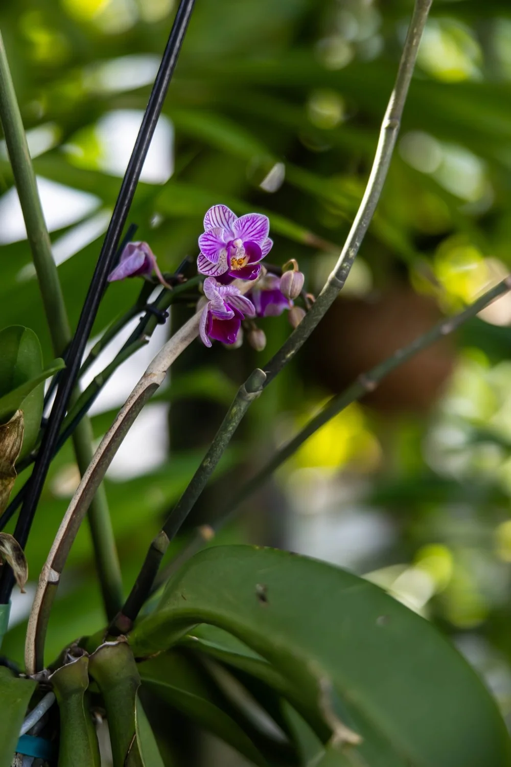 Purple orchid blossoms growing among greenery