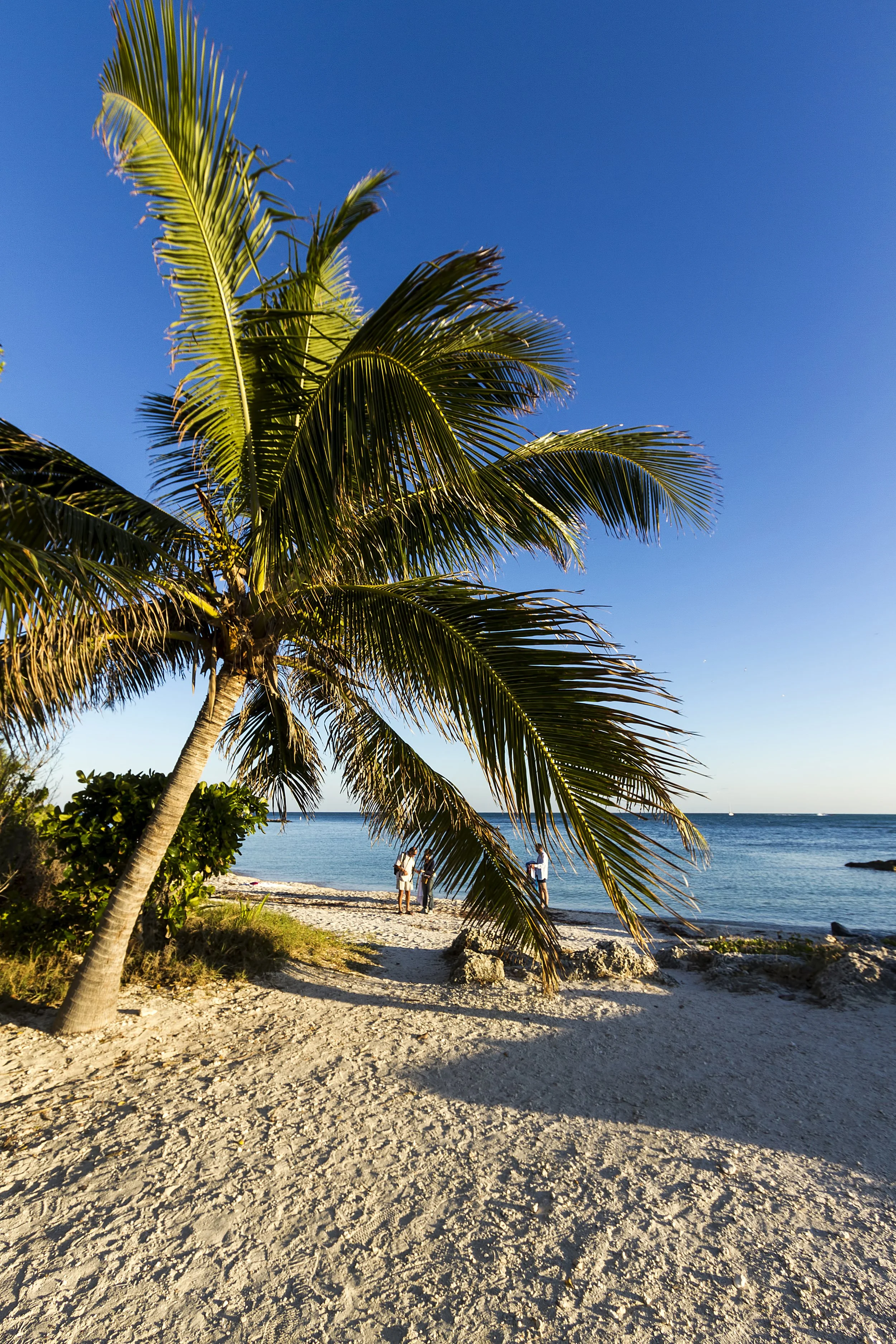 A palm tree on a sandy beach with the ocean in the background under a clear blue sky.