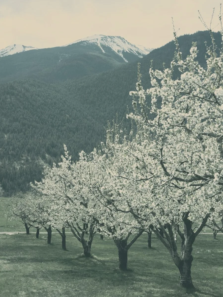 An orchard in bloom beneath the mountains