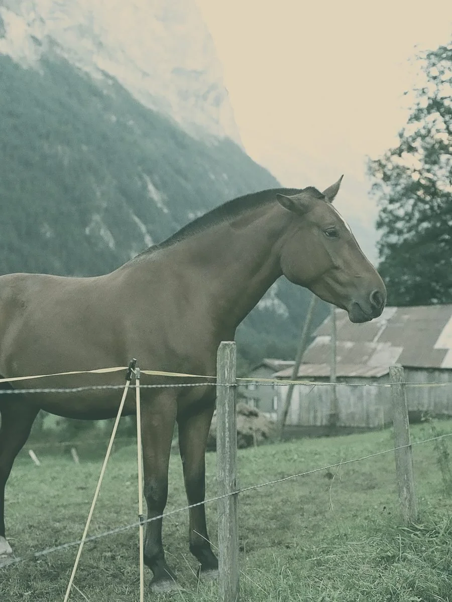 A horse standing in a mountain pasture
