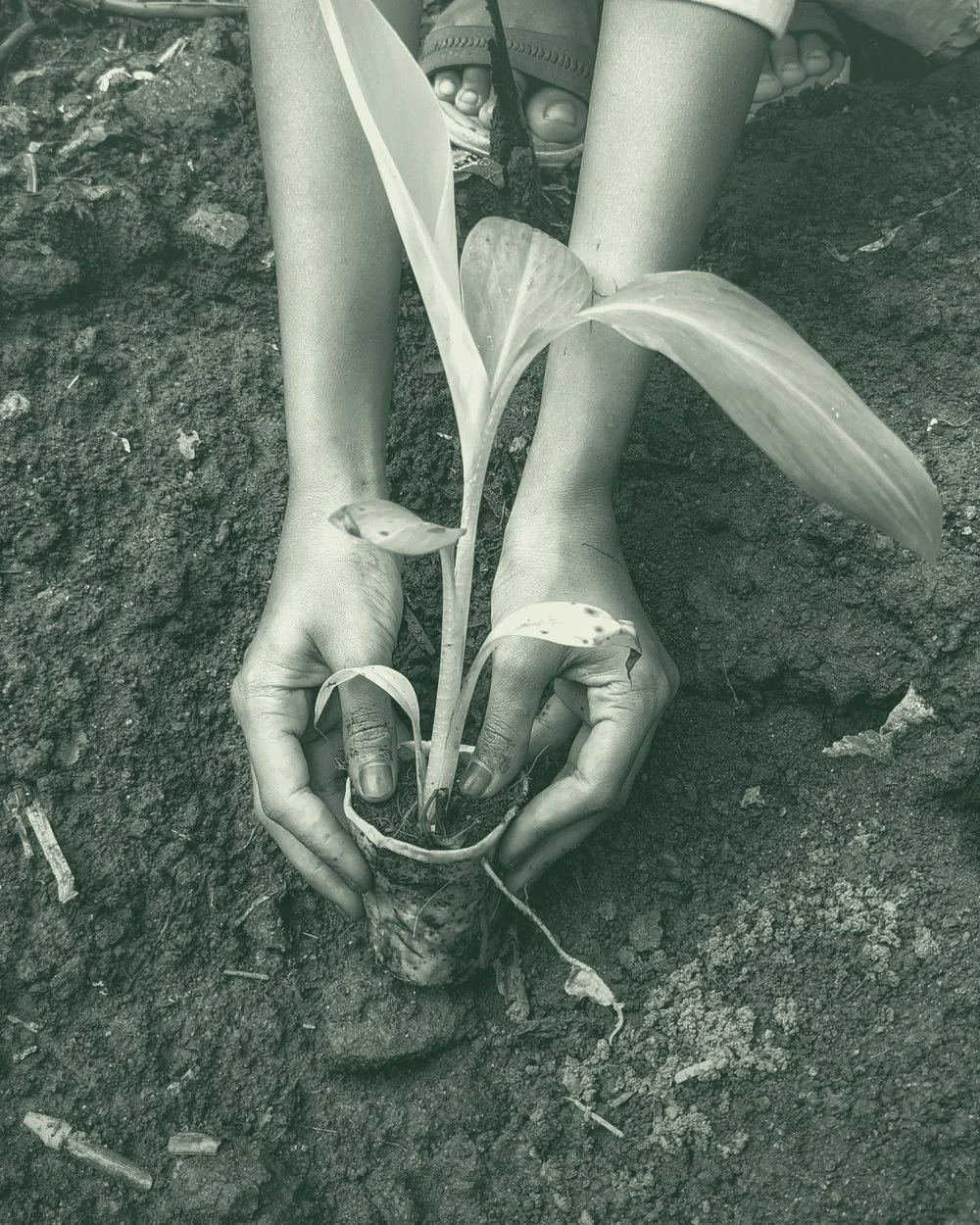 Hands planting a young seedling in rich soil