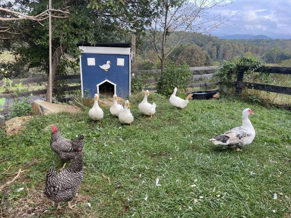 Ducks and hens by the duck house