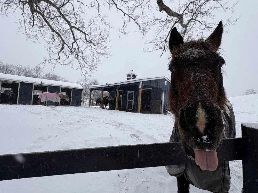 Blanketed horse in the snow