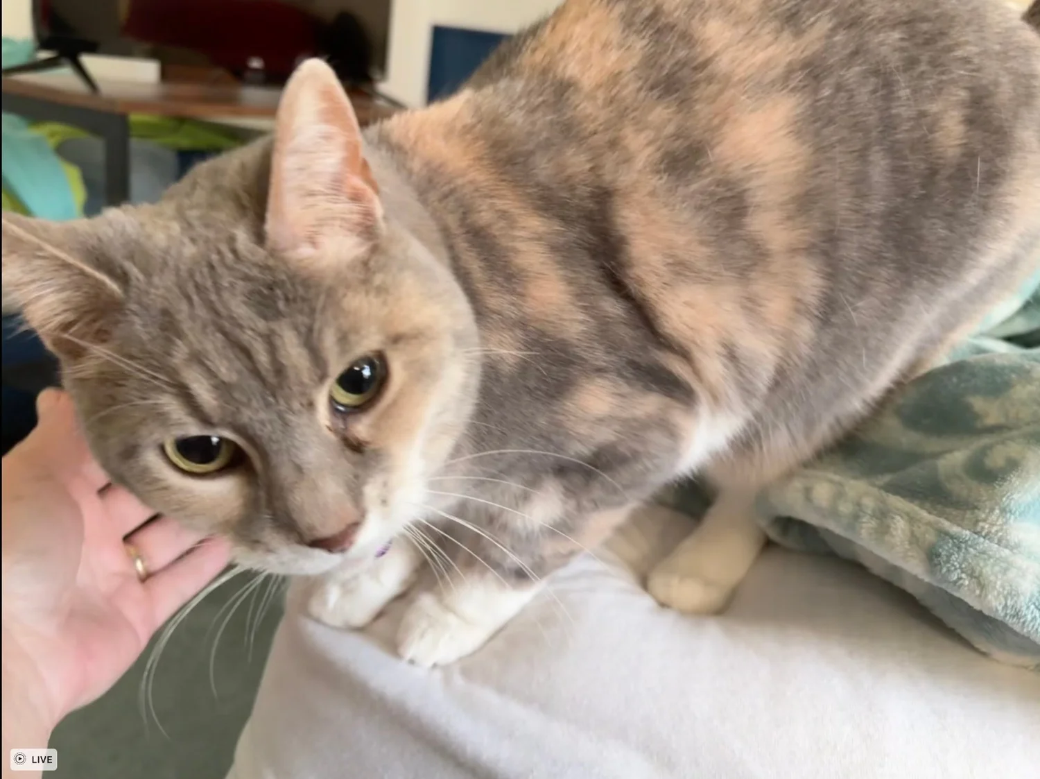 Phoebe Mittens