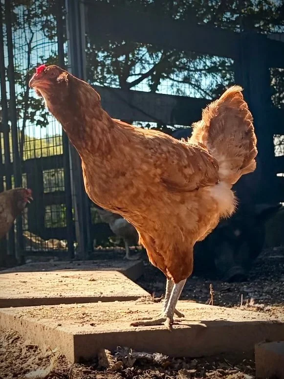 Cheeks the hen