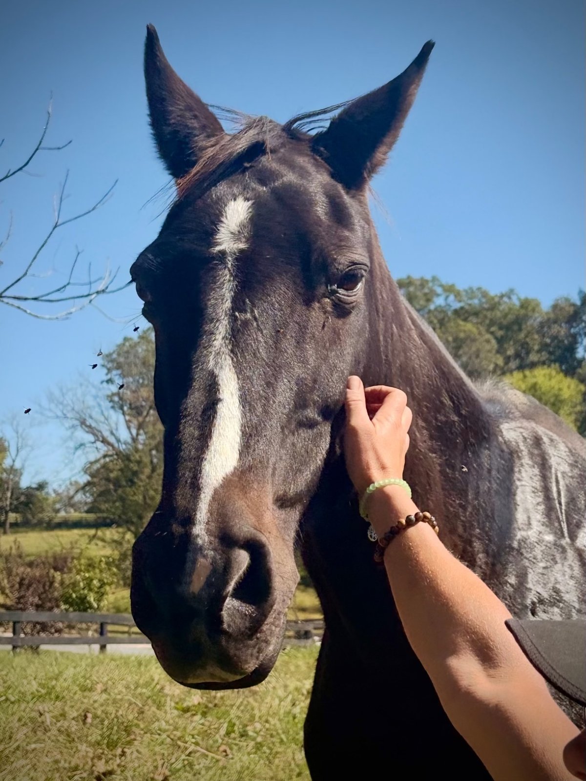 Fargo, a black horse with a white stripe