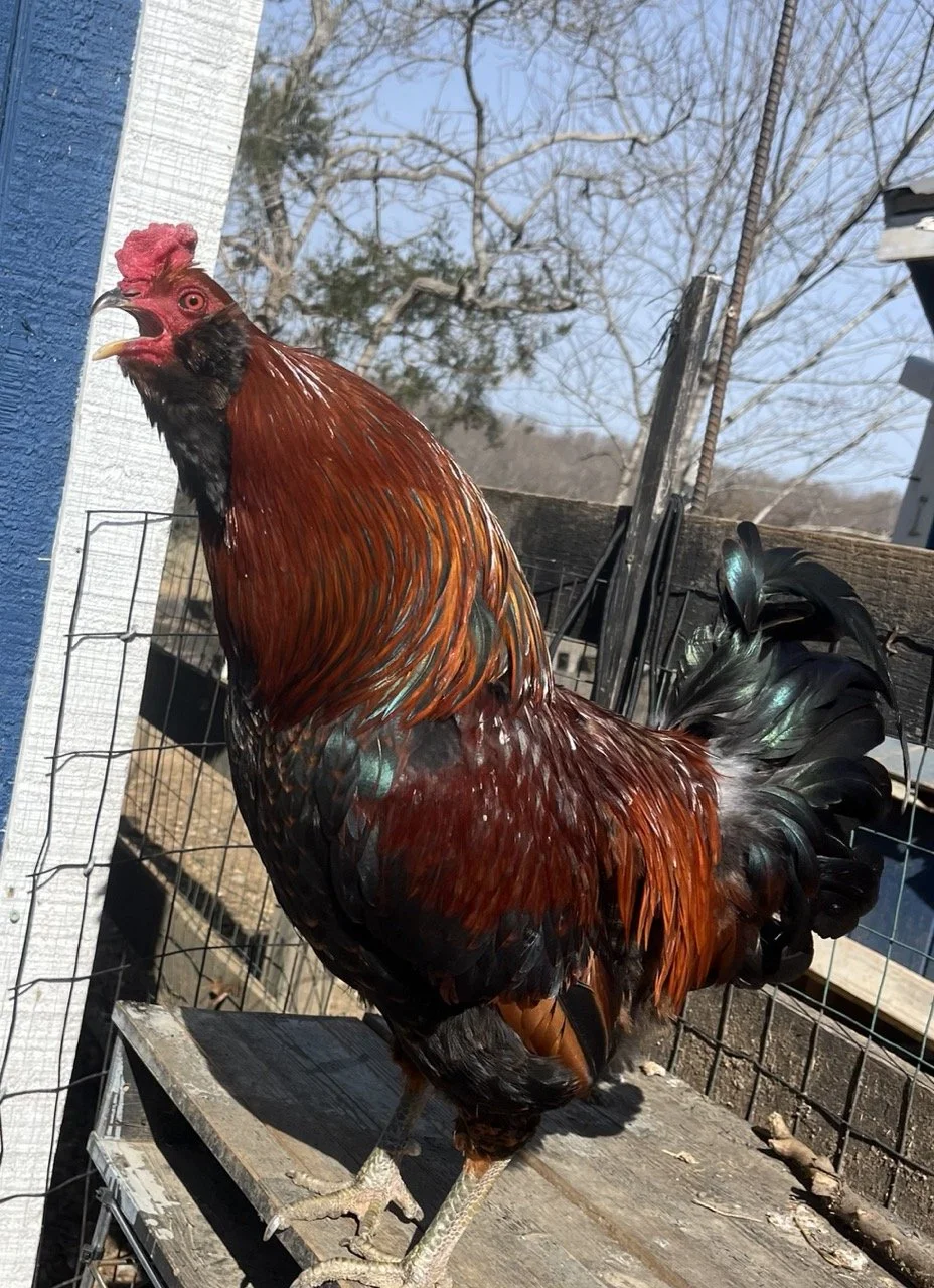 Igor the rooster