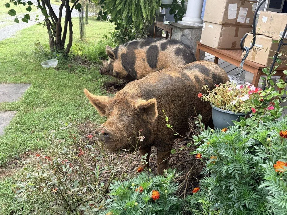 Two ginger pigs foraging in the garden