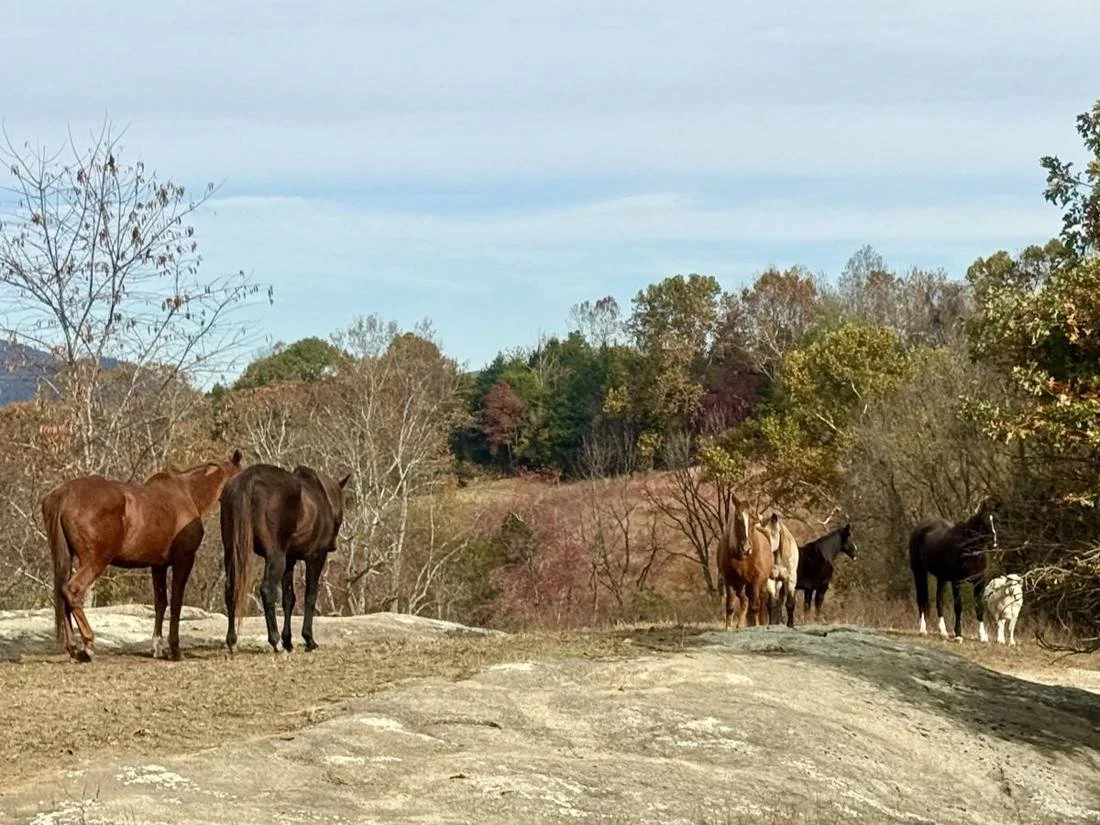 Horses on the granite ledge at Havenstone in autumn