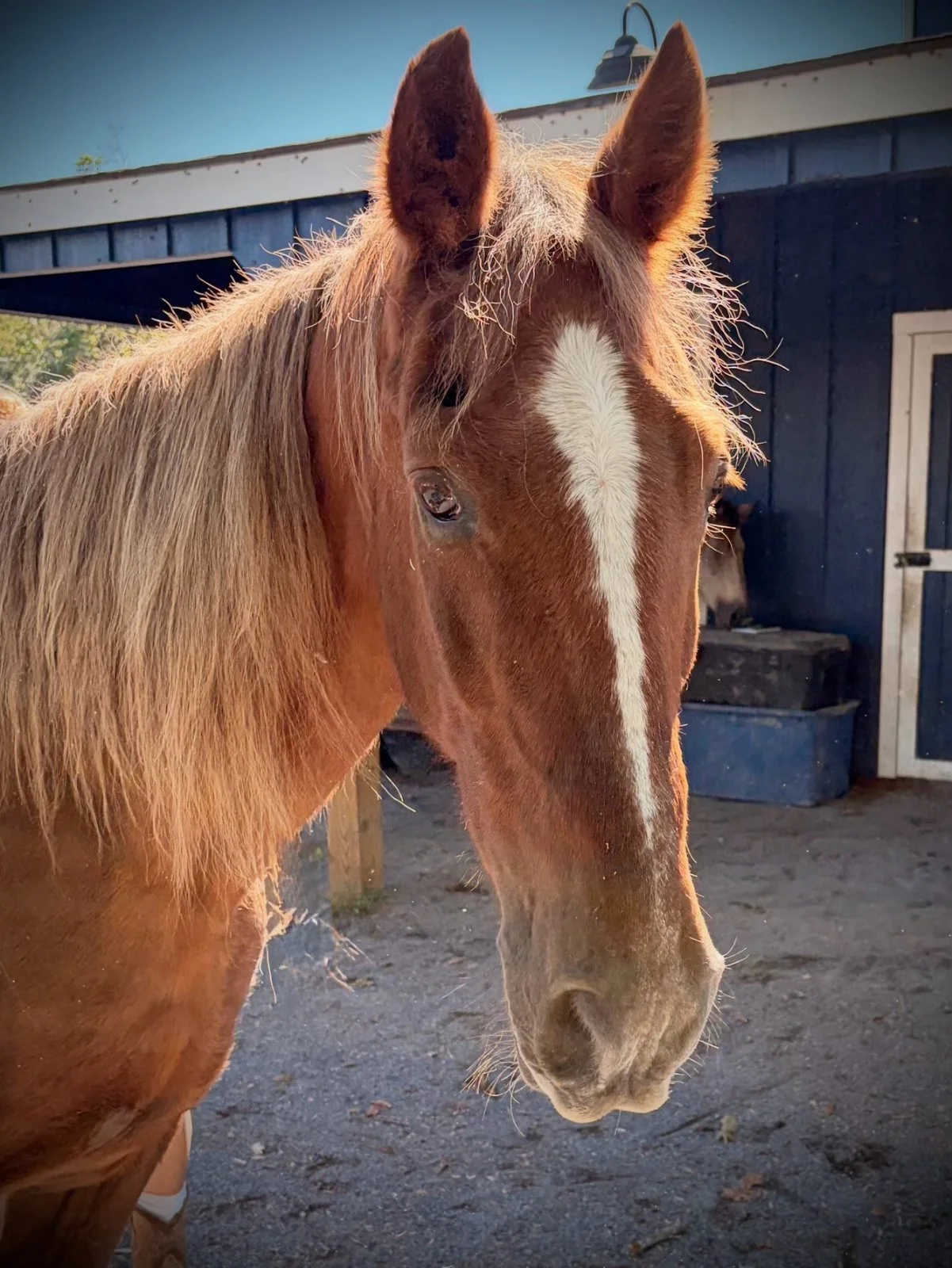 Feather, a chestnut horse with a white blaze
