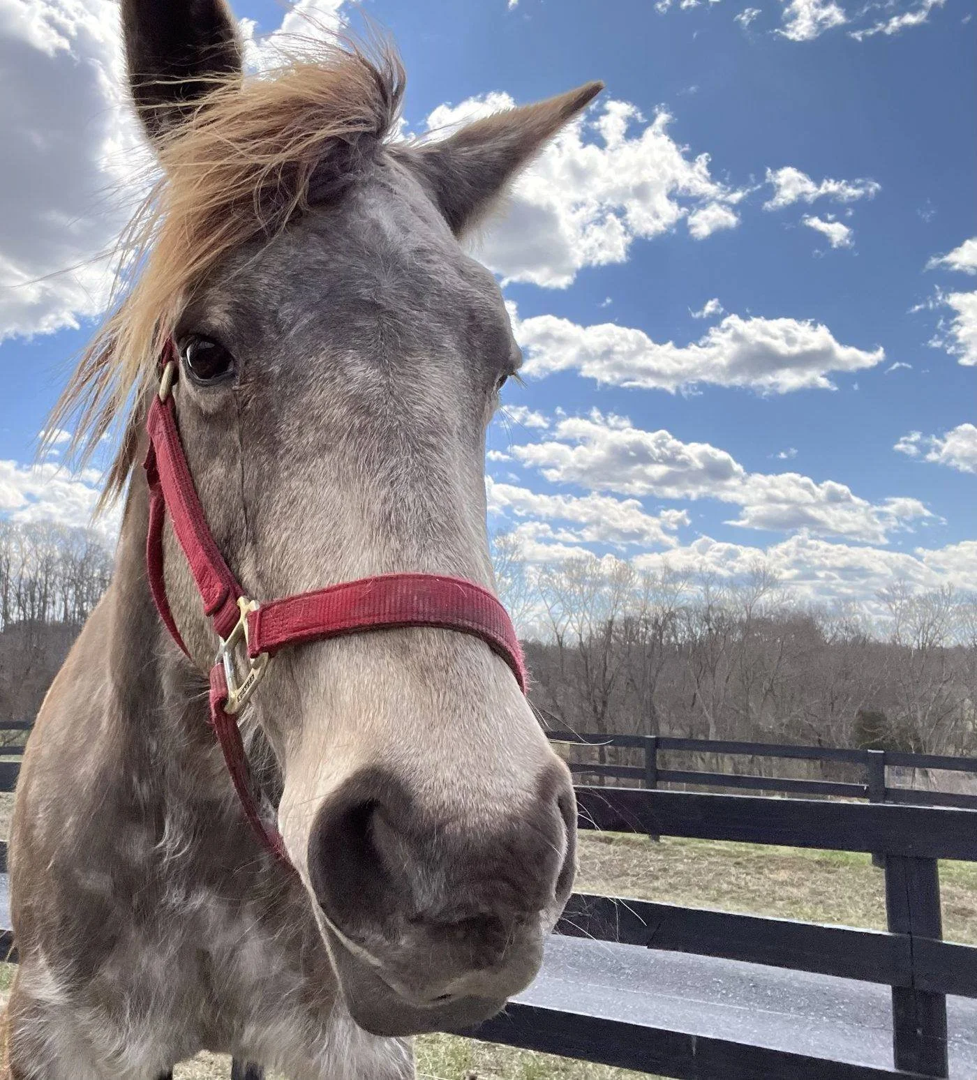 A dapple grey horse with a red halter under a big sky