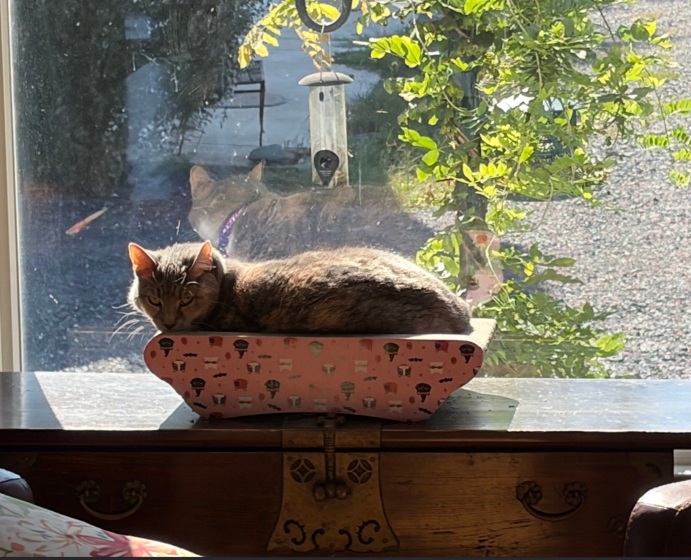 Frank the barn cat