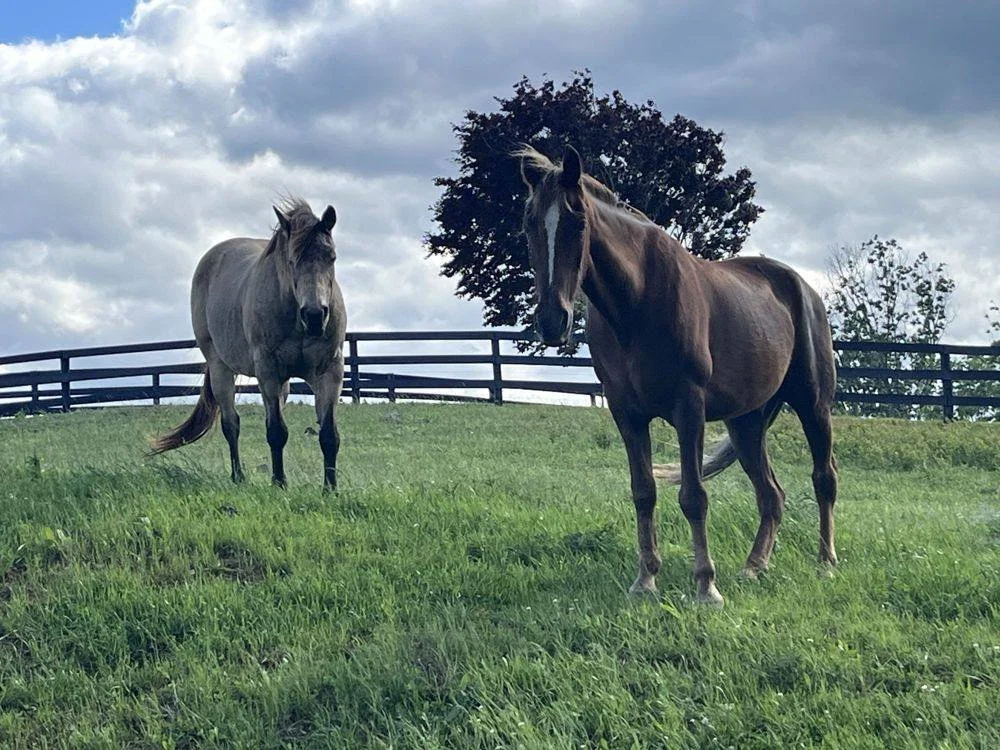A grey and a bay horse in the pasture