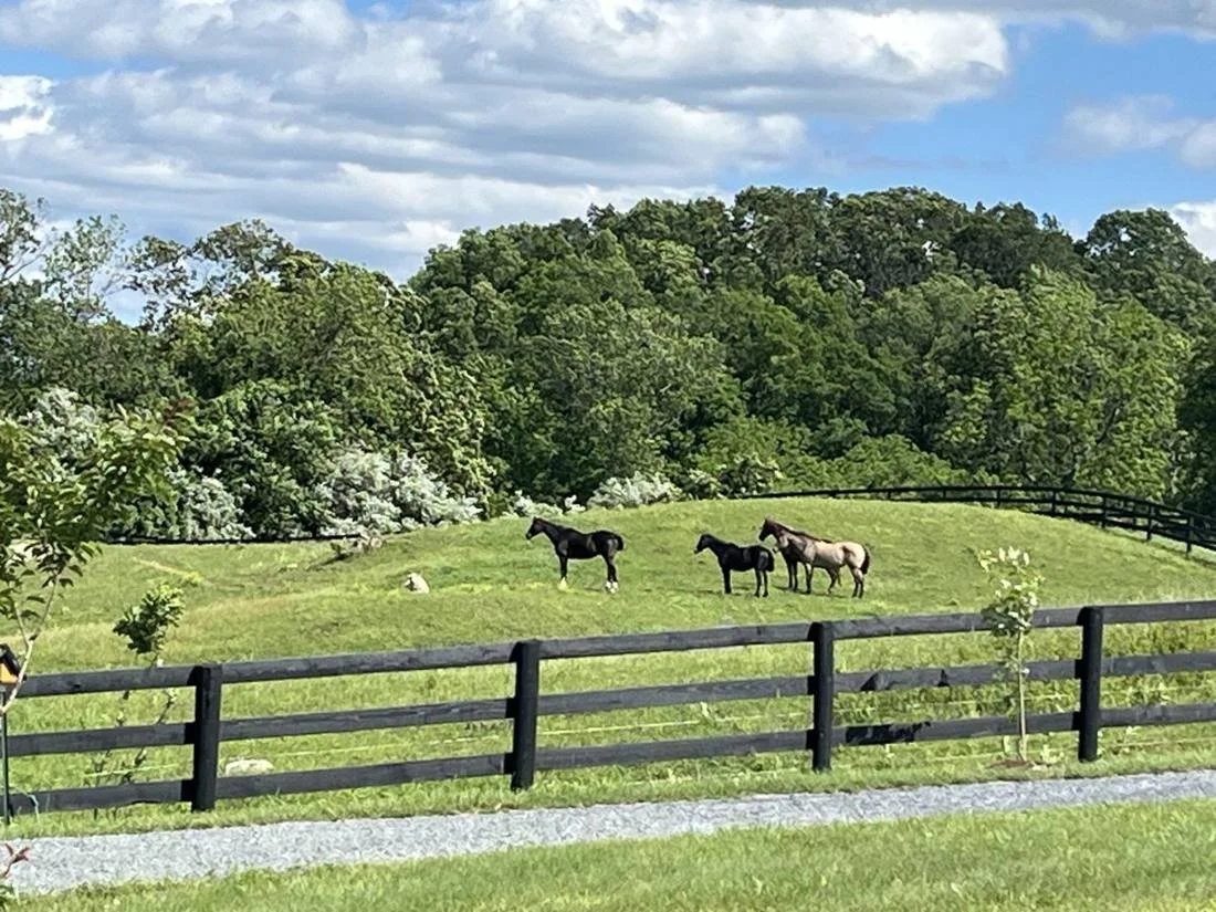 Horses grazing on a green hillside