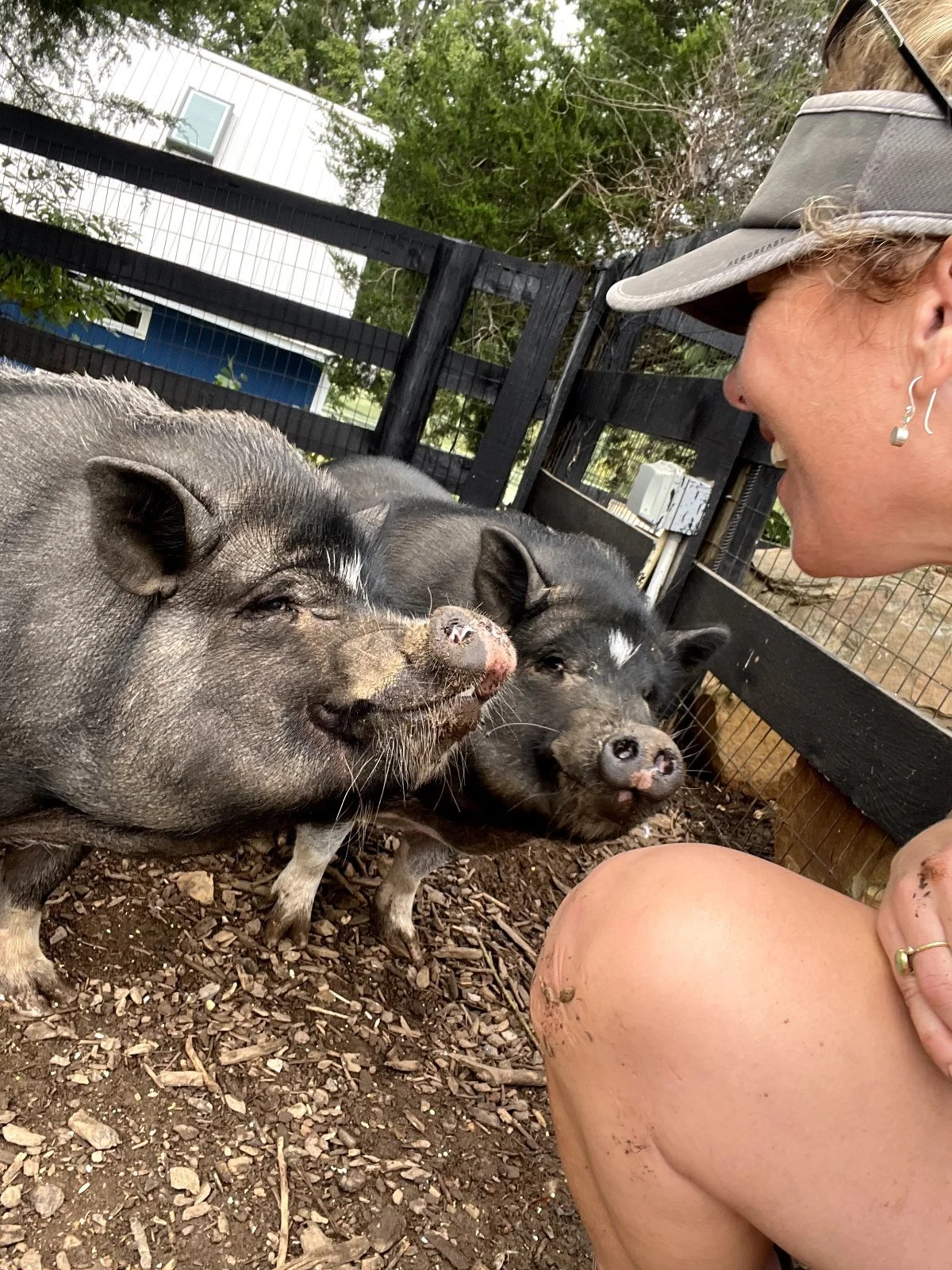 Two rescued pigs nose to nose with a caregiver