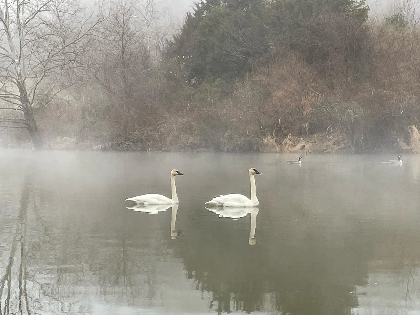Two swans on the misty lake