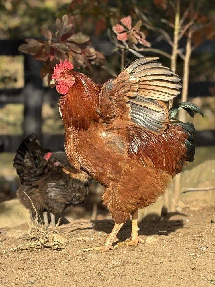 Igor the rooster