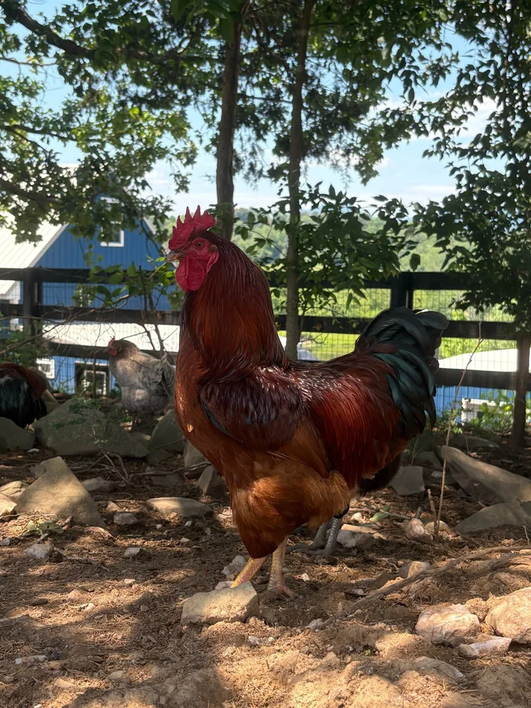 Cluck Norris