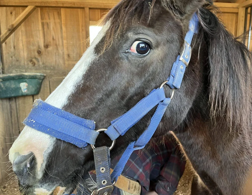 Feather, a dark horse with a blue halter