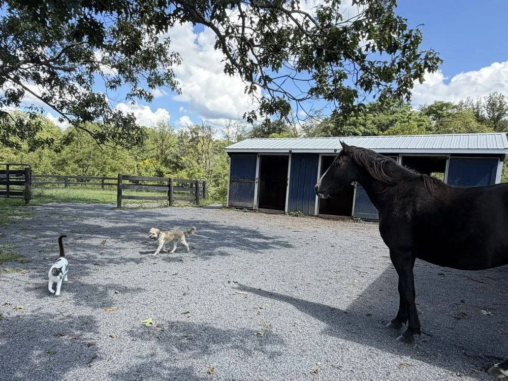 Zeus, a black horse, with two barn cats