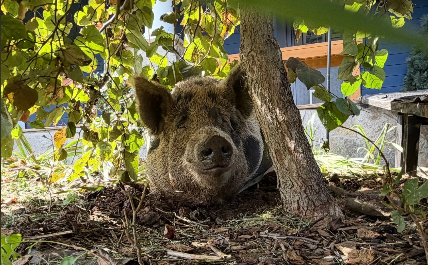 Betty resting under a tree